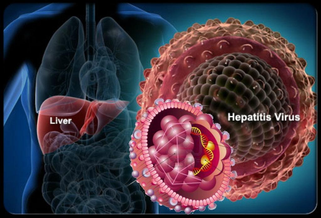 hepatitis-B-virus