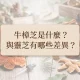 牛樟芝靈芝有哪些差異?