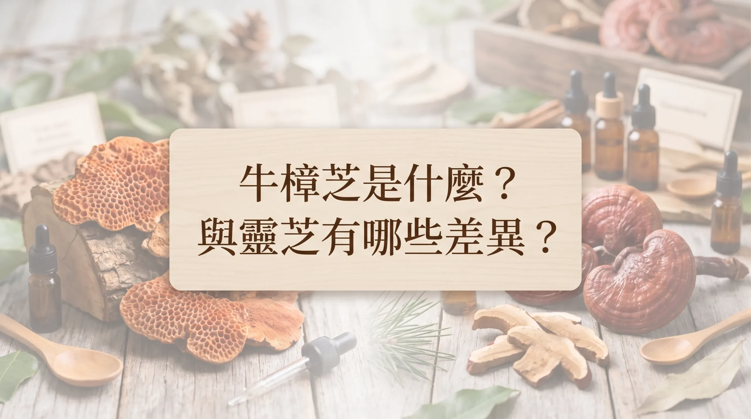 牛樟芝靈芝有哪些差異?
